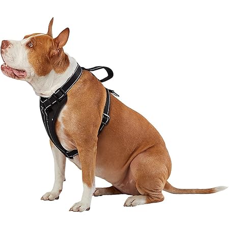 kong dog harnesses