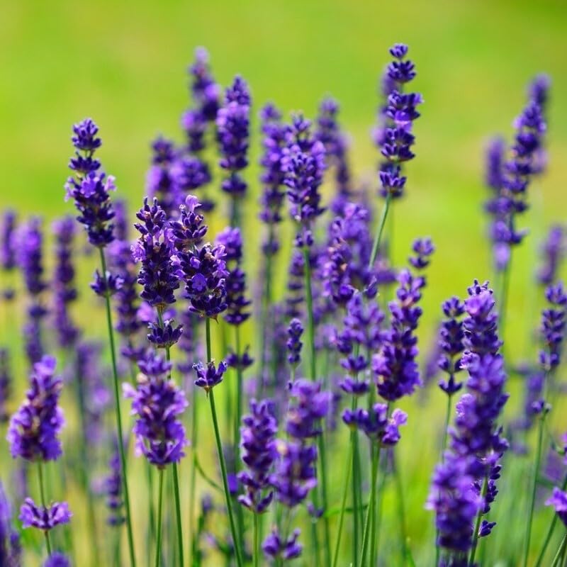 25 x Lavendel Essence Purple – Lavandula angustifolia 'Essence Purple' – Winterharte Duftpflanze im 1L Topf (10-20 cm Höhe) – Mehrjährig & Bienenfreundlich
