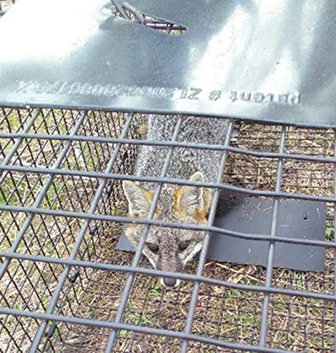 Humane Way Folding 42 Inch Live Humane Animal Trap - Safe Traps for All Animals - Dogs, Raccoons, Cats, Groundhogs, Opossums, Coyote, Bobcat - 42"x16"x18" - Thumbnail 6