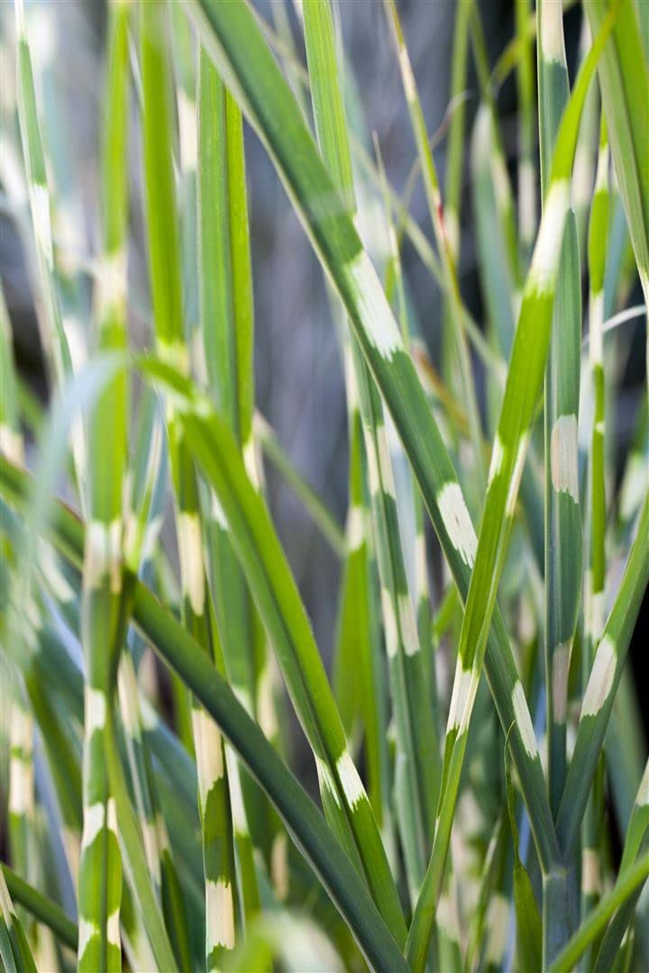 Miscanthus sinensis 'Strictus' – Winterhart, Mehrjährig, Pflegeleicht – Zebragras – Ziergras für Beet & Kübel