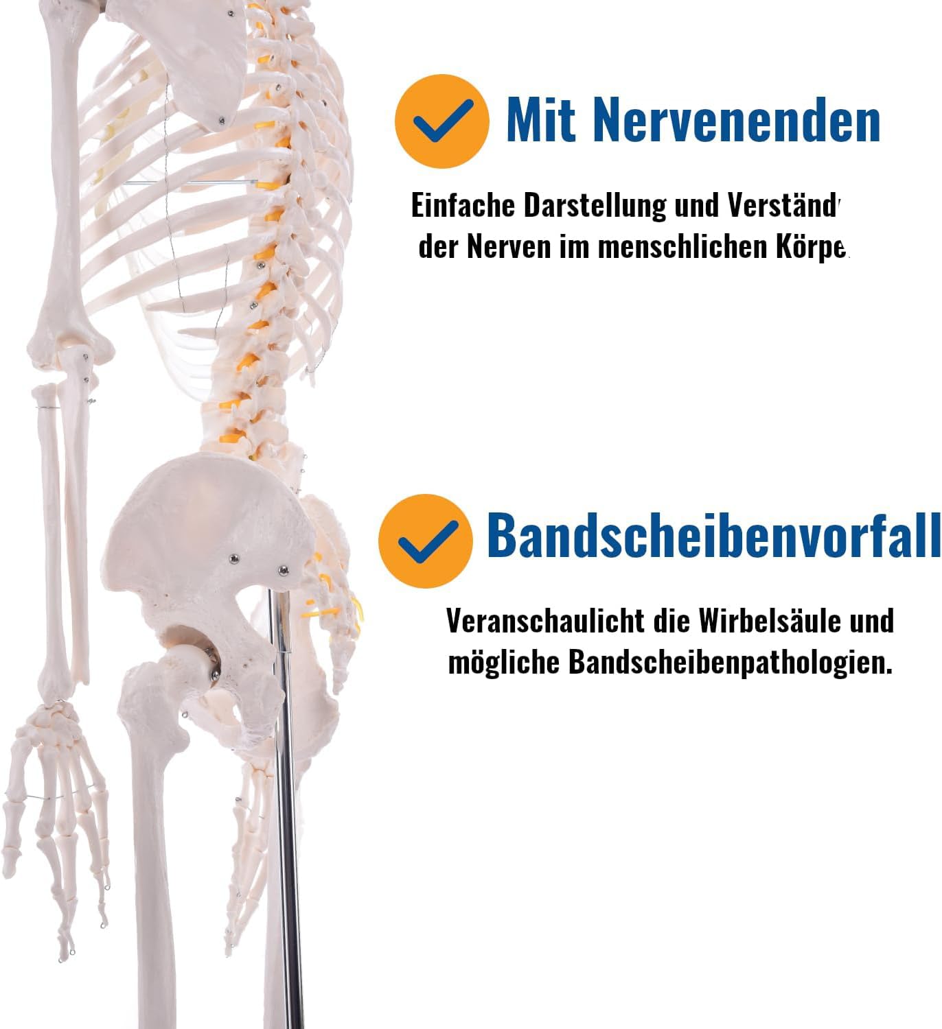 Model szkieletu ludzkiego naturalnej wielkości do badań anatomicznych, układ szkieletowy całego ciała o długości 180 cm