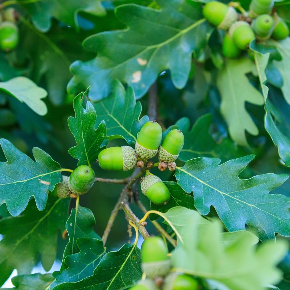 English Oak Tree ‘Quercus Robur’ Common Oak Hardy Tree Great for Hedging Easy to Grow Your Own Outdoor Trees & Hedges, Supplied as 2X 9cm Potted Plants by Thompson & Morgan (2)