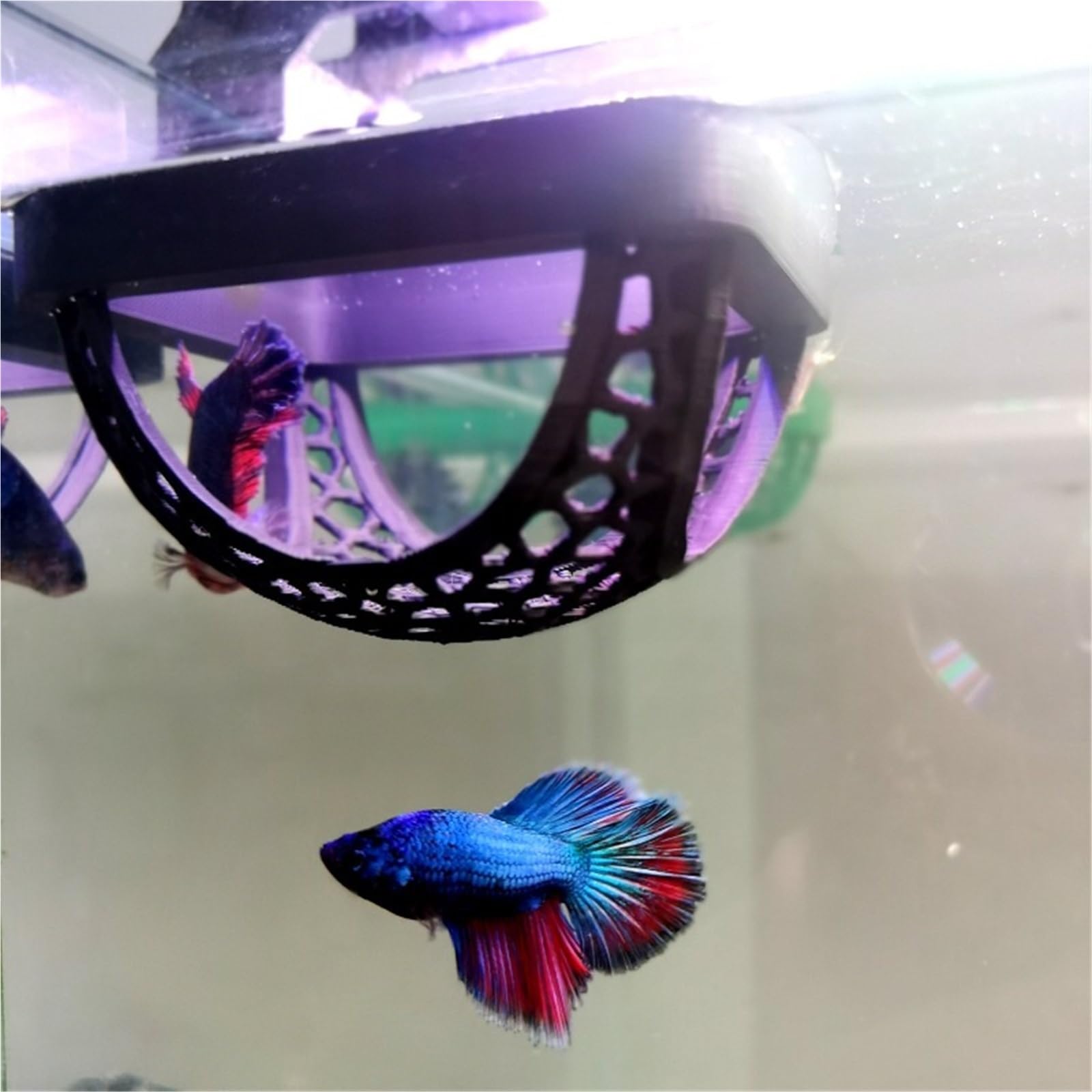 Lot de 2 cachettes flottantes 3 en 1 pour aquarium, grotte pour poissons, crevettes, hamac, anneau d'alimentation et lieu de repos (blanc)