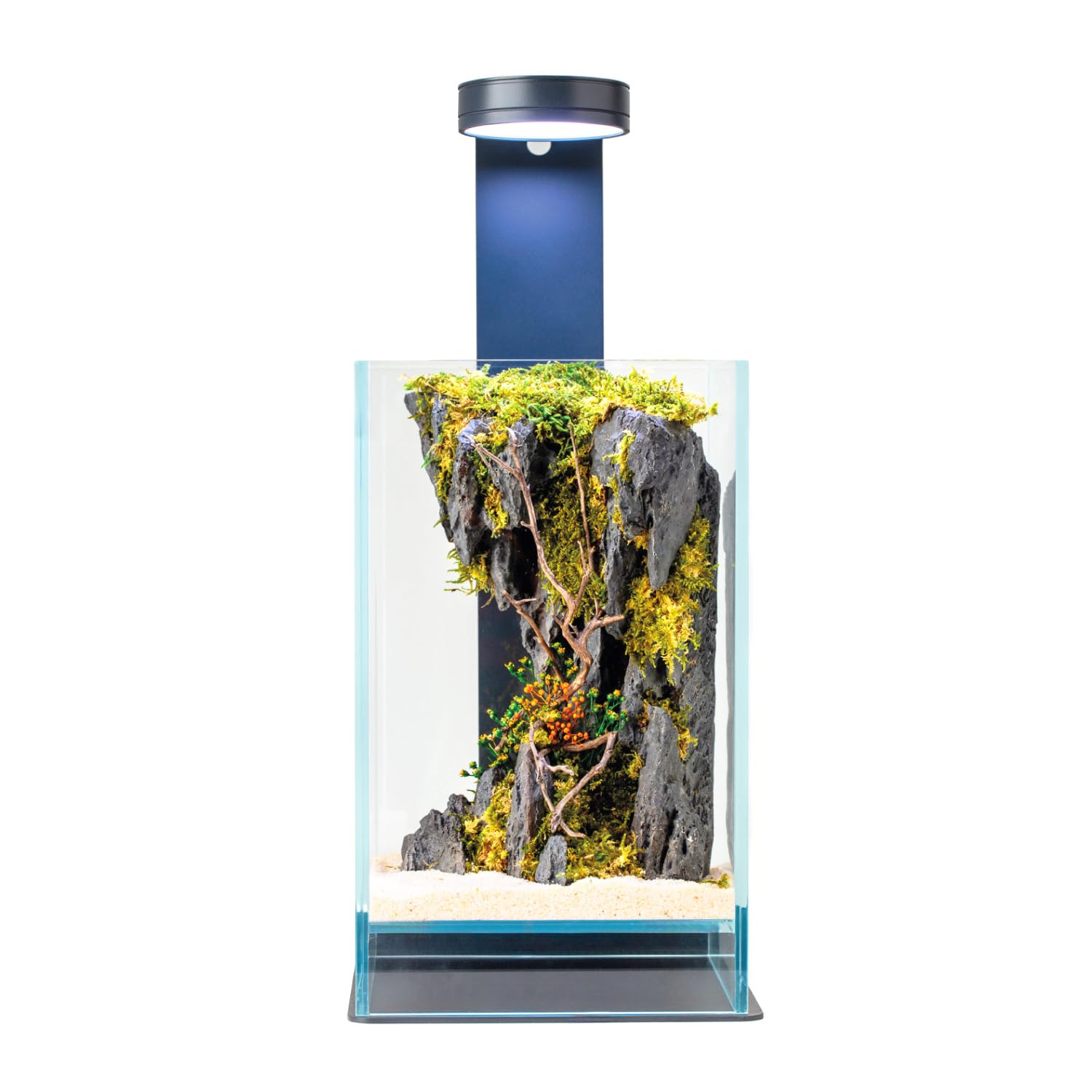 Creus - Terrario estabilizado de Cristal extraclaro, con luz LED y Soporte, con Flores estabilizadas, decoración Natural Elegante, sin Mantenimiento, para casa, Oficina e Ideas de Regalo