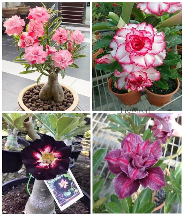 Adenium plant/adenium flower plant/adenium live plant/guaranteed 4 multicolour (set of 4) (B0CQP2VKP5) Amazon Price History, Amazon Price Tracker
