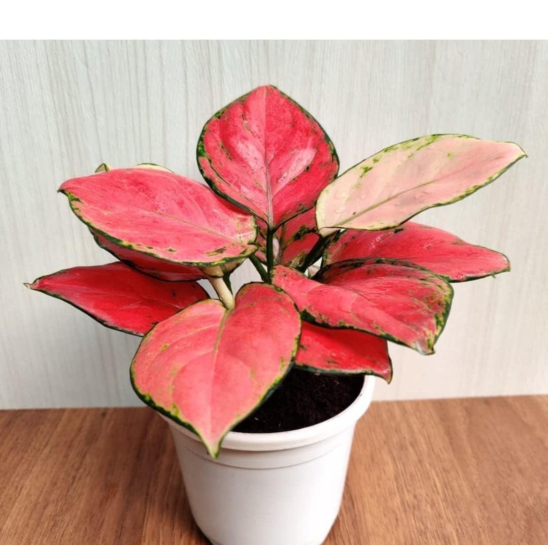Live Pink Aglaonema Plant, Chinese Evergreen Indoor Houseplant in White Ceramic Pot, Decorative Foliage-image-20