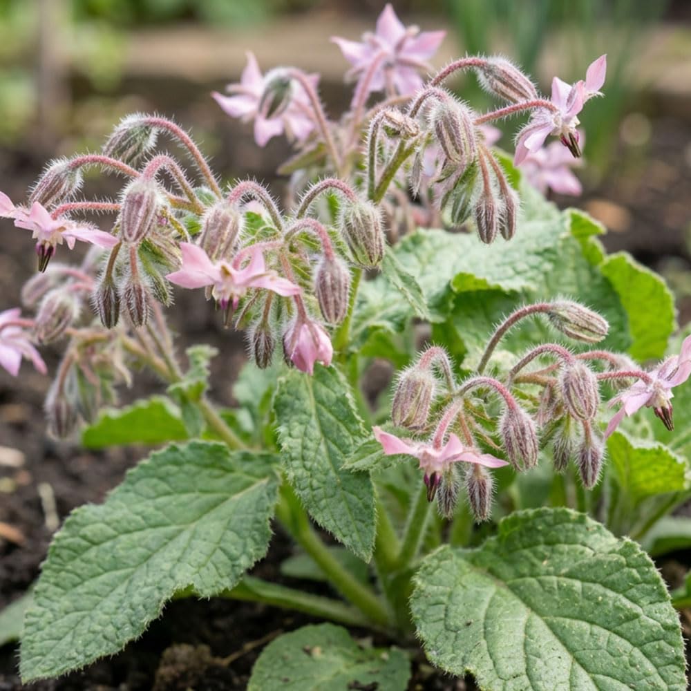 Borage Seeds – Edible Herb with Blue Star Flowers – Hardy Annual – Summer Flowering – Ideal for Pollinators, Salads & Drinks – Grow Your Own Herb Garden