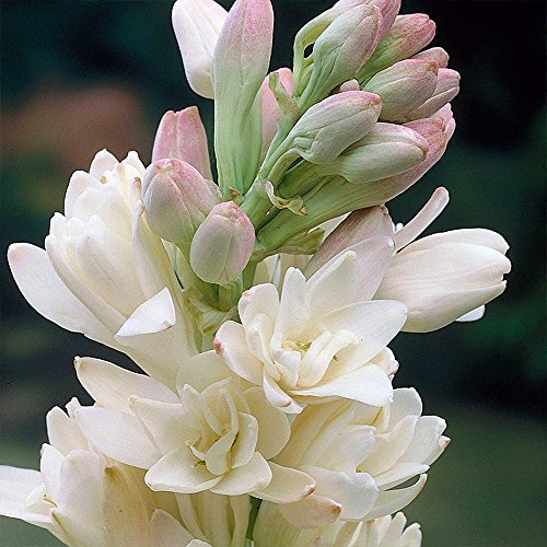 Image of Live Green Flower Bulb Tuberose /Rajnigandha Single /Double Petal Fragrance For Home Gardening (Double Petal 10 Flower Bulbs Pack)