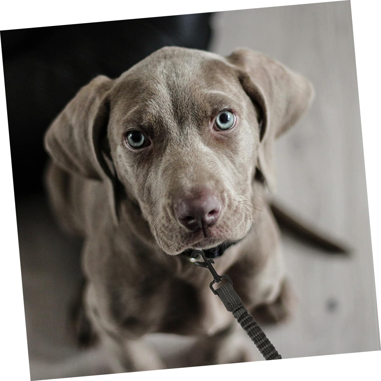 Reflektierendes Doppelleinen für Hunde mit Handkontrolle | Polyester und Edelstahl, Ergonomisches Design, für Draußen und Spaziergänge, 3 Stück