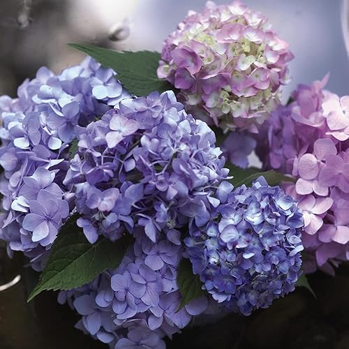 Miniatura 3 de The Original Endless Summer Hydrangea - 3 galones - Flores de rosa a azul - Arbusto caducifolio - Zonas de resistencia 4-9 - Hydrangea macrophylla