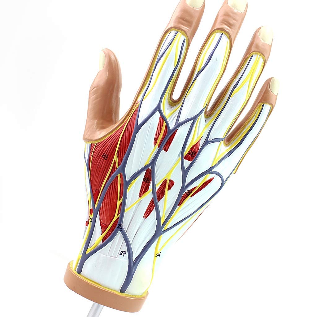Anatomiczny model dłoni i więzadeł – ścięgna, anatomia naczyniowo-nerwowa – do sprzętu laboratoryjnego, naukowego, wyjmowanego, 4-częściowego, modeli medycznych i materiałów dydaktycznych