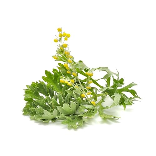 Miniatura 4 de Biokoma Hierba seca de ajenjo puro y orgánico, 1.76 onzas (1.76 onzas), té de hierbas sueltas de artemisia absinthium - USDA orgánico - Bolsa