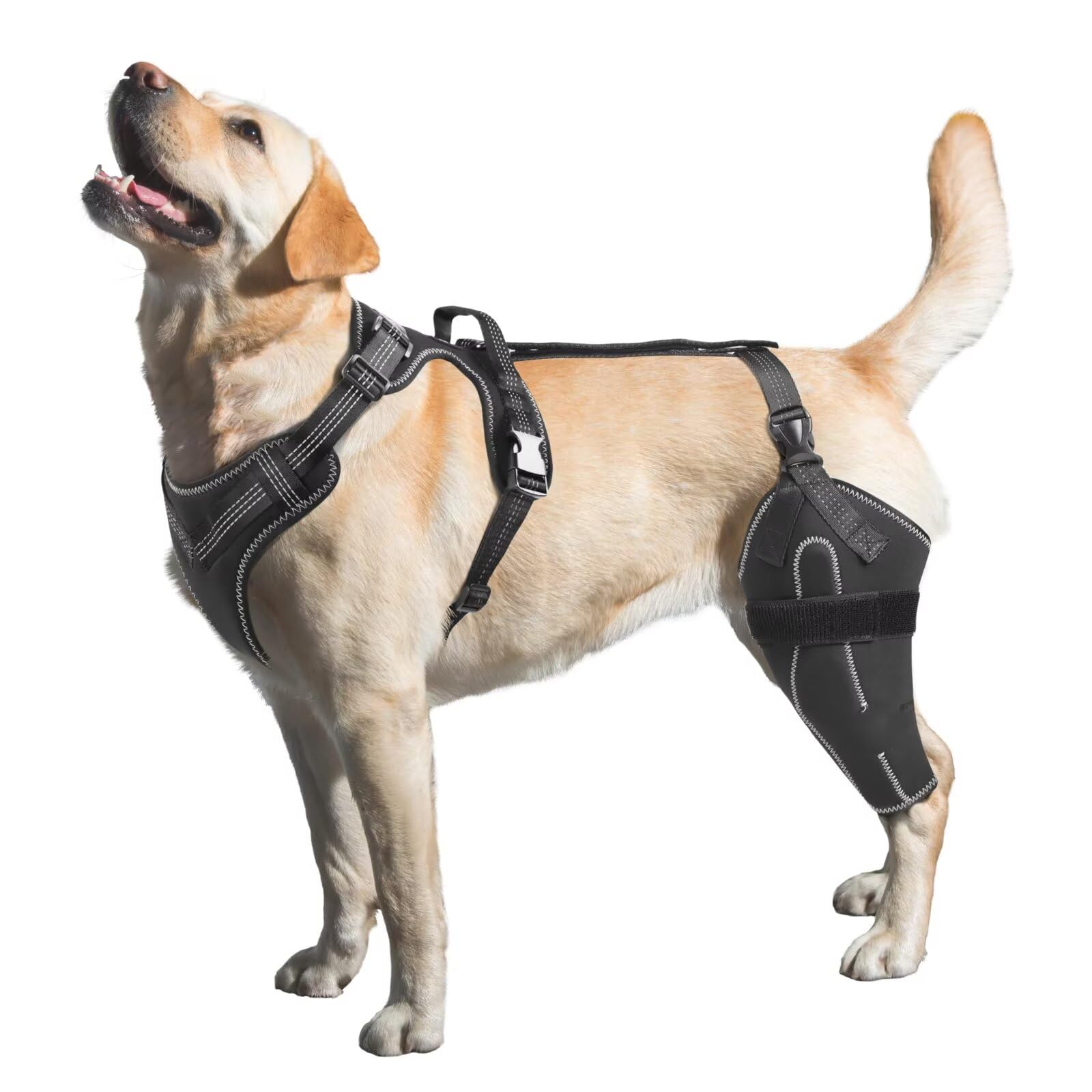 LISPOO Dog Knee Brace XL