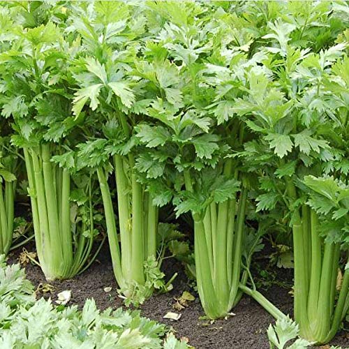 Gardenify India F1 Hybrid Celery Seeds (25 Seeds/packet)