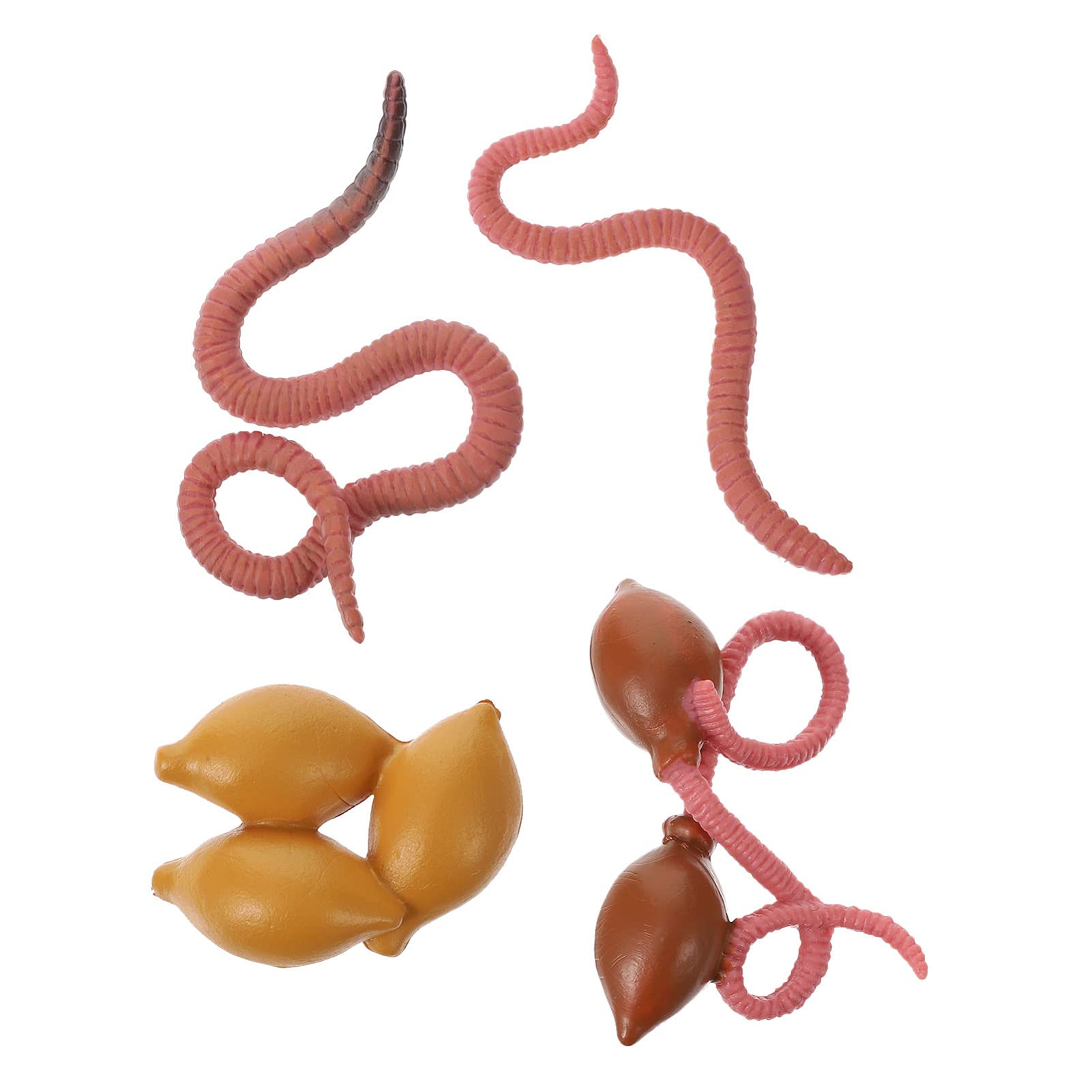 Buy NUOBESTY Earthworm Life Cycle Worm Life Cycle Stages red Worm Life Cycle safariology Life