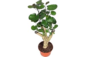 Aralia Fabian - 6" from California Tropicals: Top-Notch Tropical Charmer