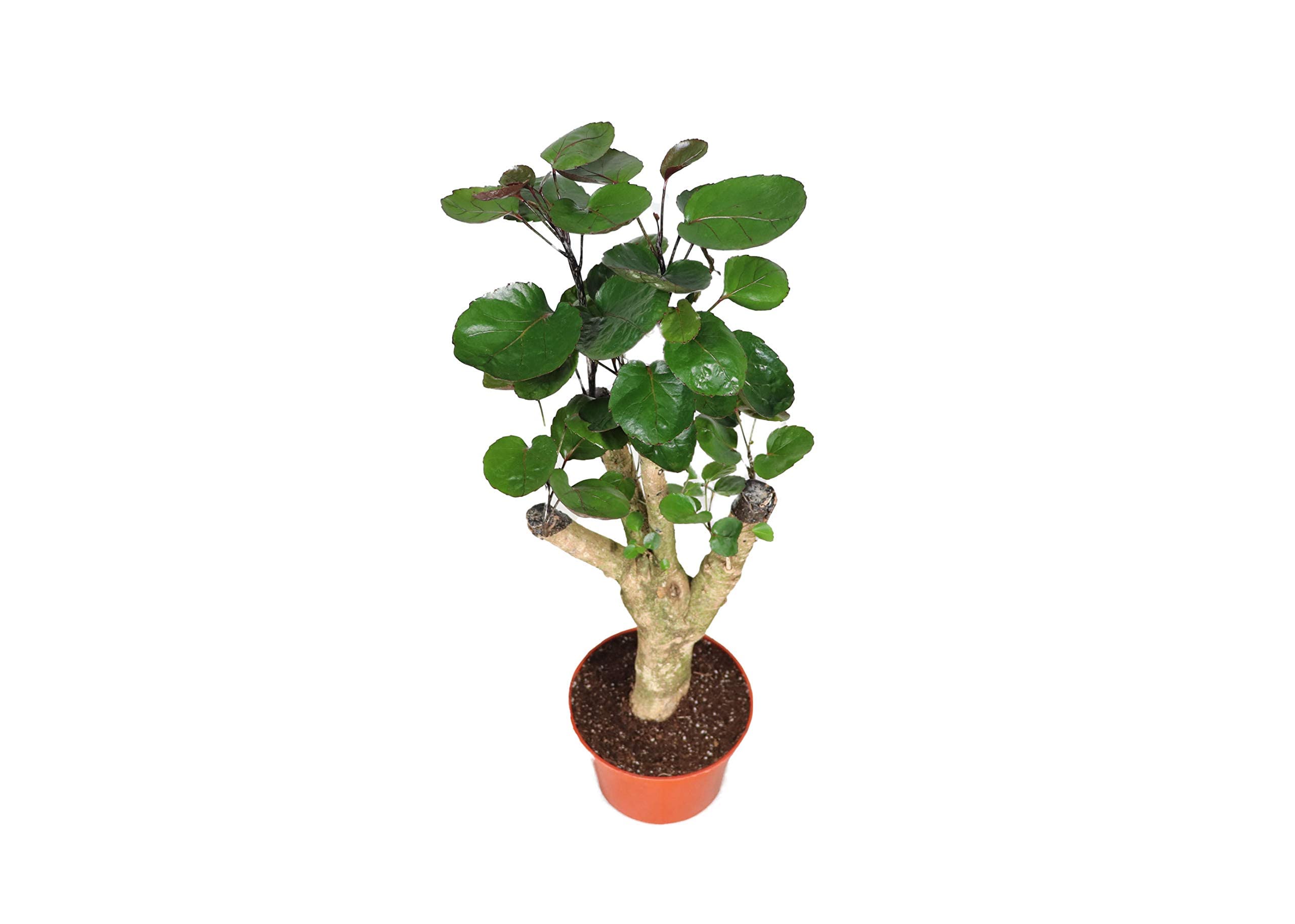 Aralia Fabian 6'' California Tropicals