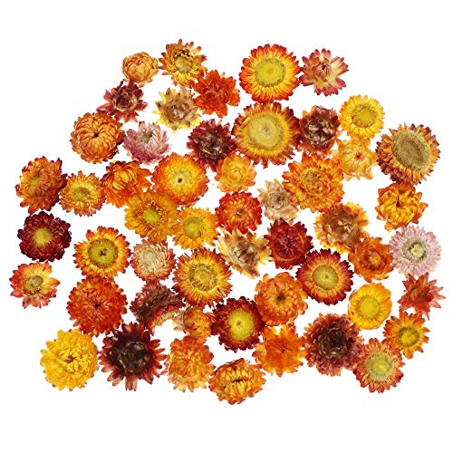 hertbady Natural Colorful Chrysanthemum Dried Flower Heads Wedding Flower Centerpieces Dry Flower Preserved Flowers(50pcs)