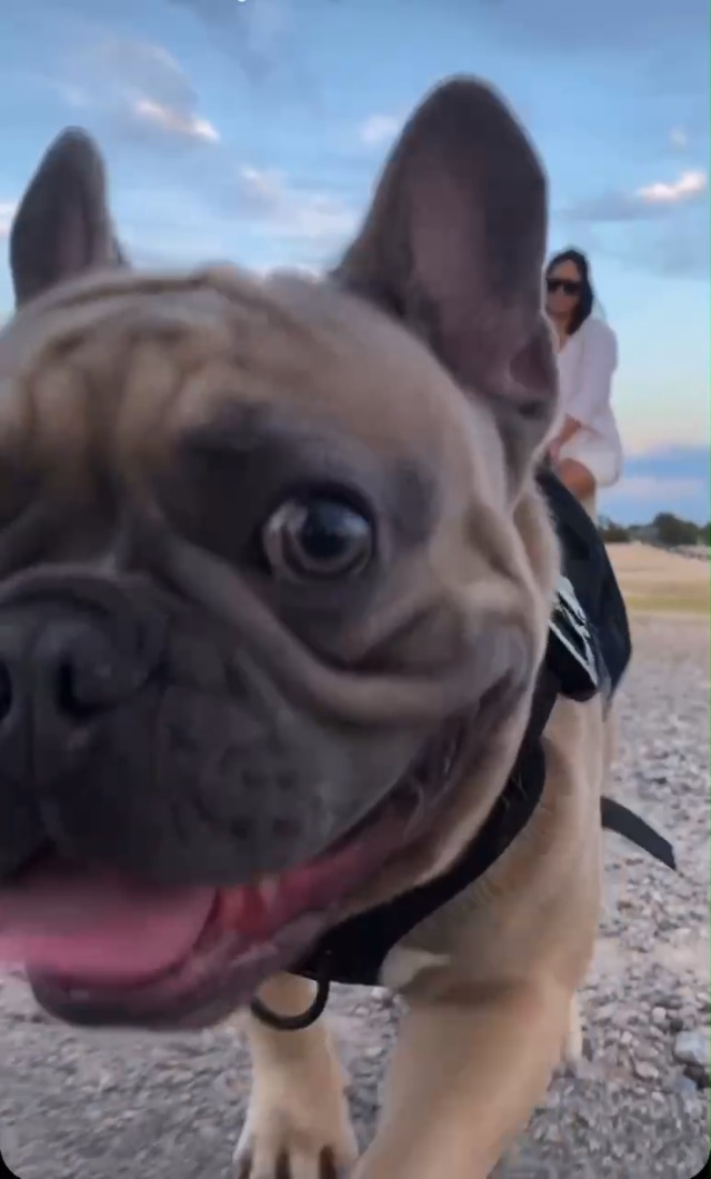 tug retractable leash