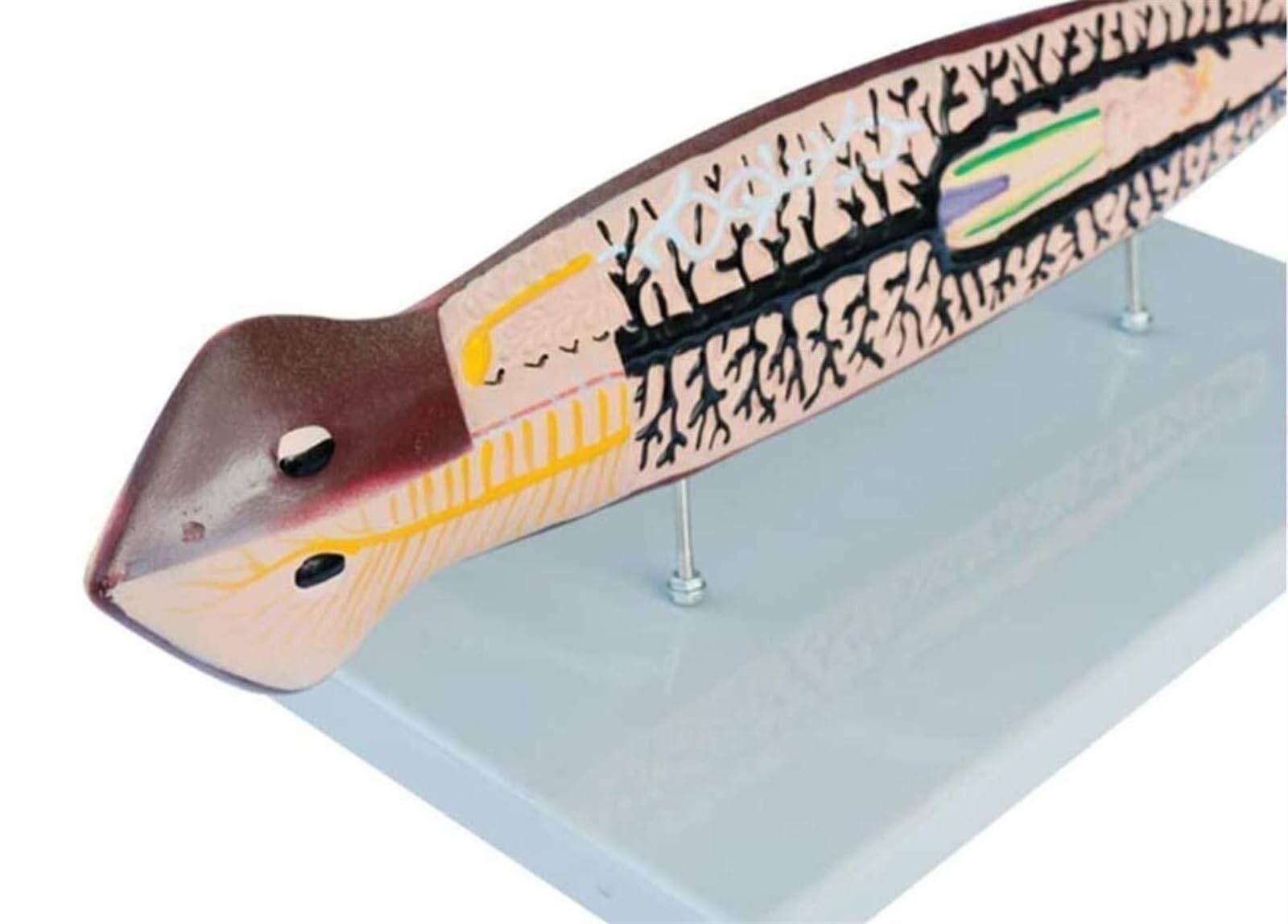 Laboratorio di Modelli di organismi planari Anatomia Biologica scientifica - Materiali didattici anatomici Esposizione didattica Morfologia e Struttura per l'insegnamento