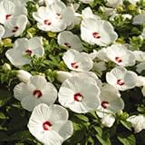 Outsidepride Luna White Hibiscus Seeds - 10 Pcs Perennial Flower Seeds for Planting Pollinator-Friendly&comma; Large & Elegant Blooms with Dense Dark Green Foliage for Containers&comma; Pots&comma; & Garden Spaces
