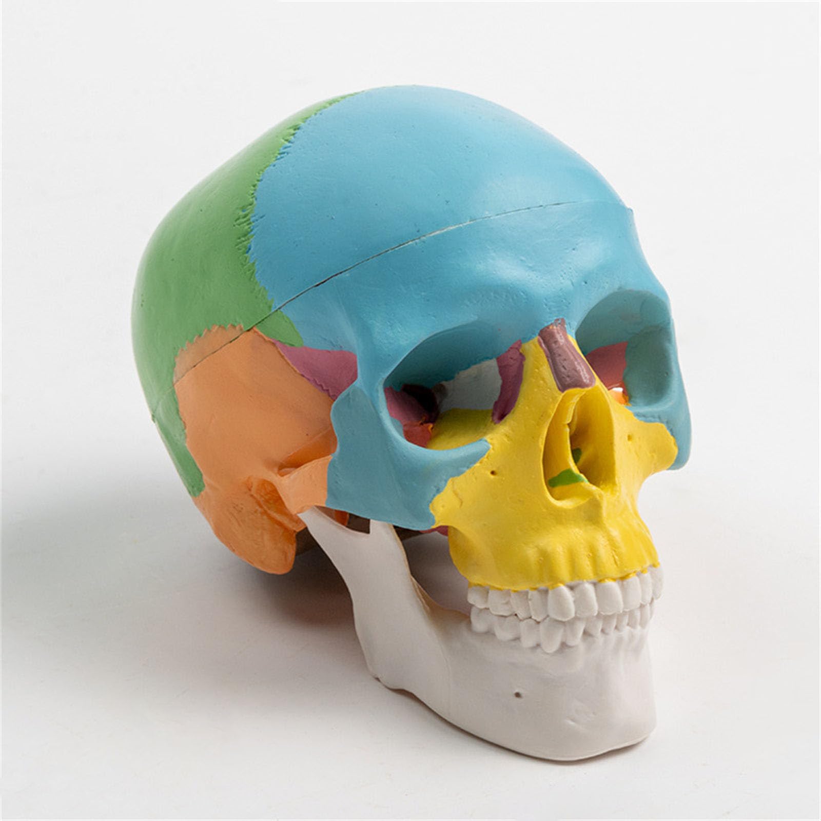 Odłączany, 4D, demontowany, kolorowy model czaszki anatomicznej, narzędzie do nauki anatomii, miniaturowe narzędzie do nauki anatomii narządów ludzkich, anatomiczna czaszka