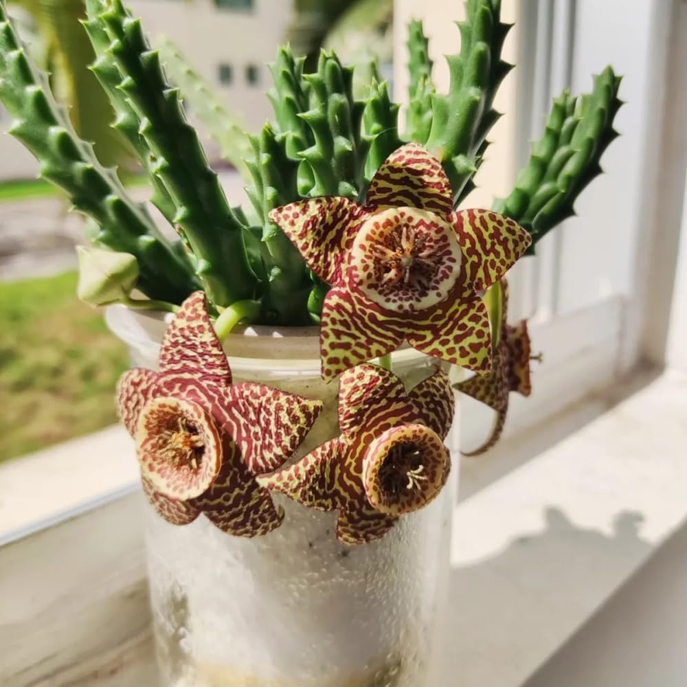stapelia - de interior suculentas stapeliasamen de interior hoja trepadoras resistentes cubrir el suelo, otoño, resistentes, con 15semillas