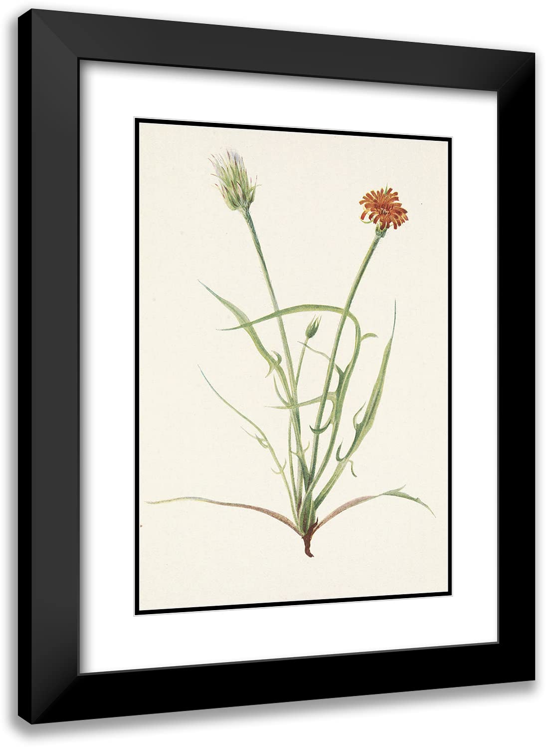 ArtDirectMary Vaux Walcott 14x18 Black Modern Frame and Double Matted Museum Art Print Titled - Grassleaf Agoseris. Agoseris Graminiflolia (1925)