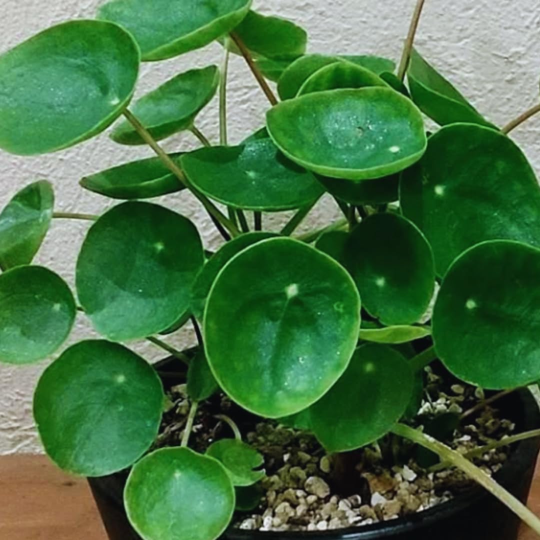 caramel plant Philodendron caramel (young plant)