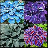 Hostazwiebeln zu verkaufen Einfach Zu ZüChten, Winterharte Hosta Zwiebeln, Schnittblumen, Gartendekoration, SchöNe Gartenarbeit, Lebendiges GrüN-4 Zwiebeln,A