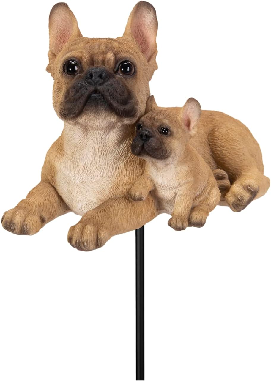 Blauwe Franse Bulldog Rasgids - Uitgelaten Hond