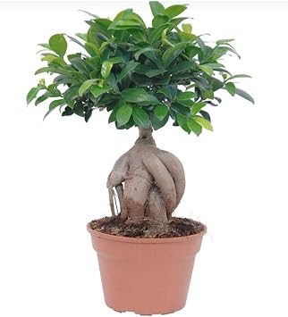 Gardenbox Bonsai 25-30cm Canl  Ev Salon Bitkisi Ofis Bitkisi