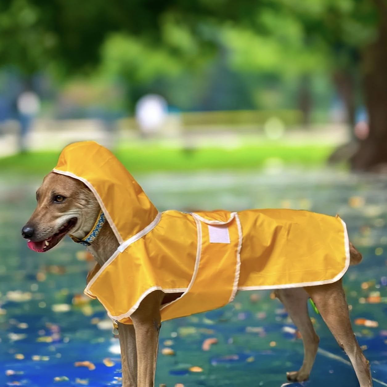 Disney X That Dog In Tuxedo Dog Raincoat -Double Layered/Water Resistant/Easy to wear (Donald Duck, 19) (B0BYHWW979) Amazon Price History, Amazon Price Tracker