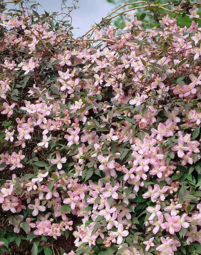 Plant Theory 60cm Cane Clematis Montana Pink Perfection Outdoor Flowering Vine Climbing Plant 3L Pot