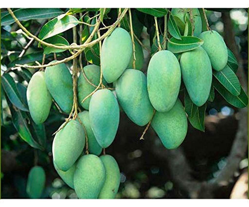 Creative Farmer Live Mango All Season/Aam Baramasi Fruit Healthy Plant (|PLANT-62-MANGOll@) (B08P5SJL4S) Amazon Price History, Amazon Price Tracker