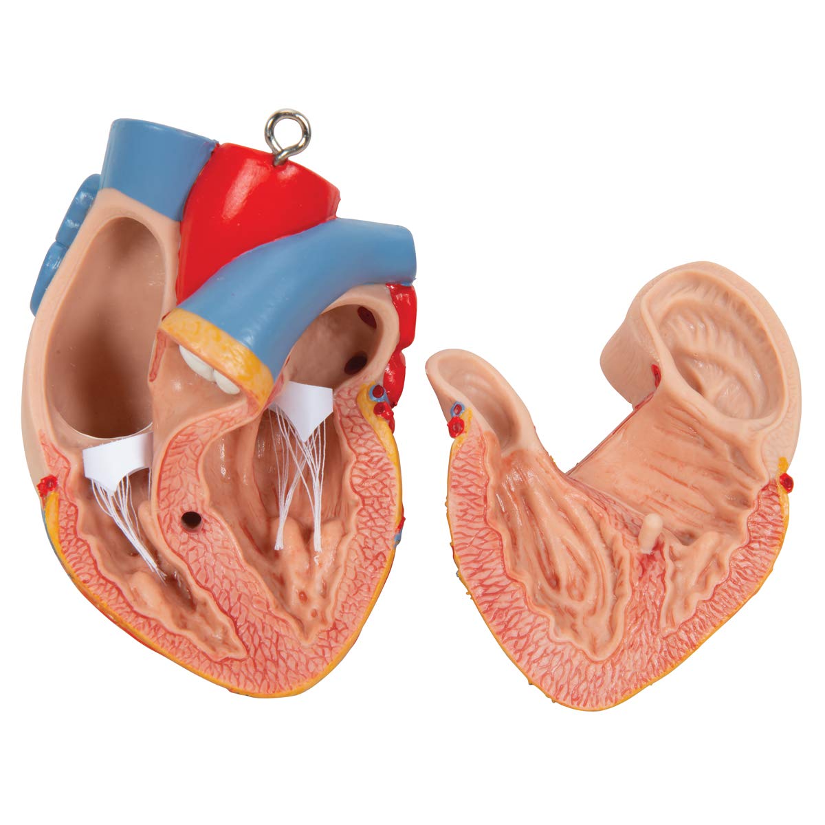 3B Scientific® Torso Humano de Anatomía – Modelo Clásico de 18 Partes sin Sexo con Espalda Abierta, Órganos Desmontables, Tamaño Real + Smart Anatomy App (Garantía de 5 Años)