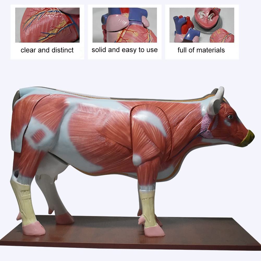 Orolotay 4D Kuh Anatomie Modell - Lernspielzeug Für Kinder Zum Zusammenbauen