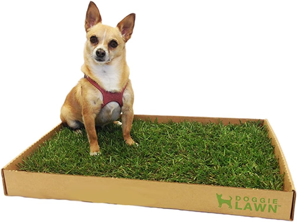 doggy grass