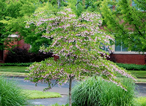 Pink Japanese Snowbell Tree - Fragrant Flowers 'Pink Chimes' 1 - Year Live Plant #TOP7