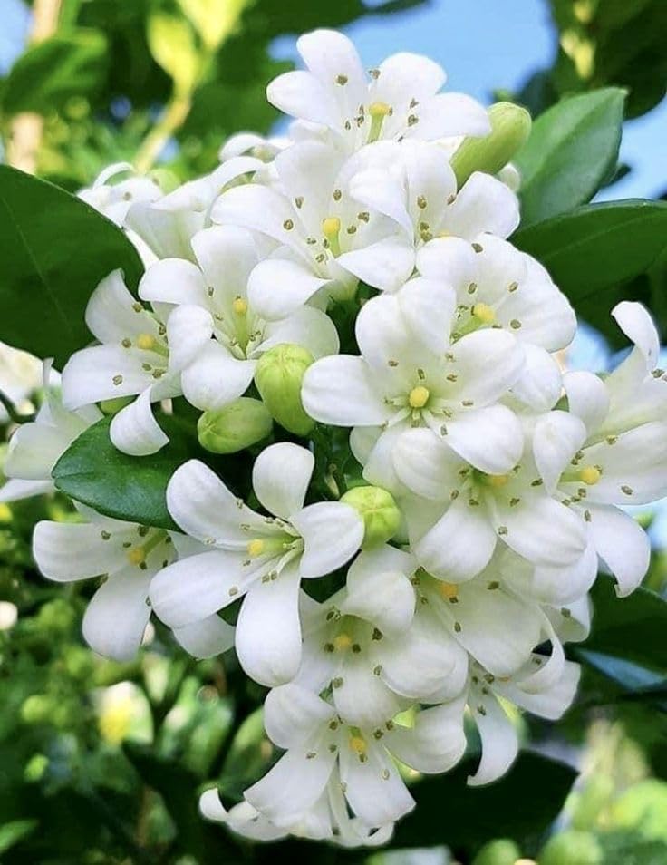 Image of Madhu Kamini Hybrid Live Plant | Kamini Plant (Murraya Paniculata) | Orange Jasmine Fragrant Flower Plant for Home Garden Indoor Outdoor