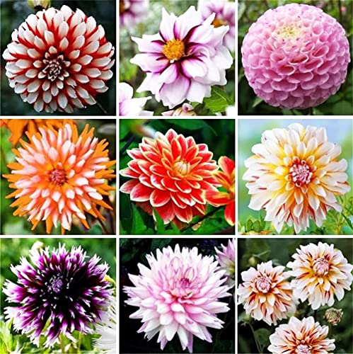 Rare Varieties Dinner Plate Rainbow Dahlia Seeds Mixed Color 100 Pcs