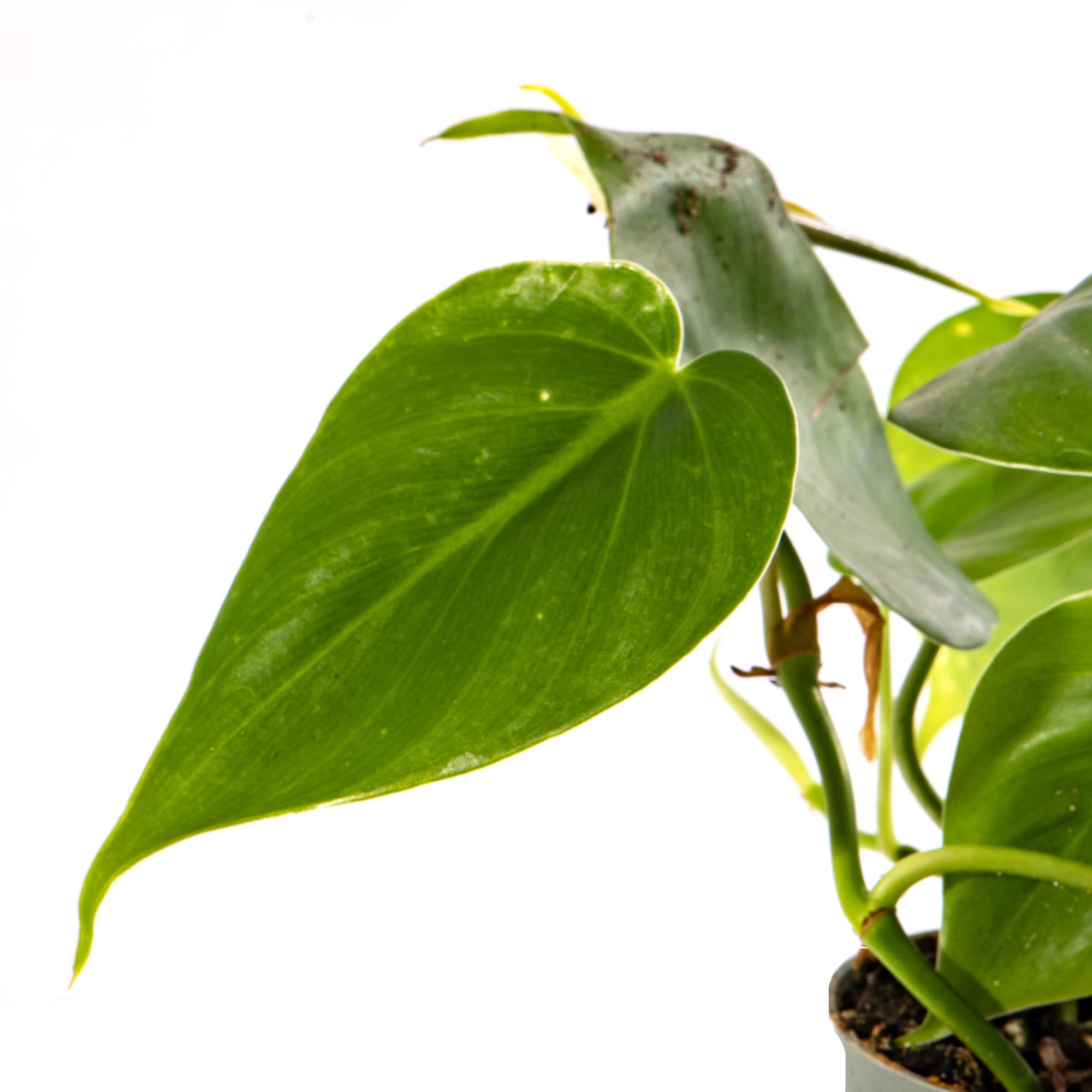 Urban Jungle Philodendron Scandens Herzblatt-Philodendron 160 Cm   Kletterpflanze Auf Rankhilfe, Robuste Zimmerpflanze