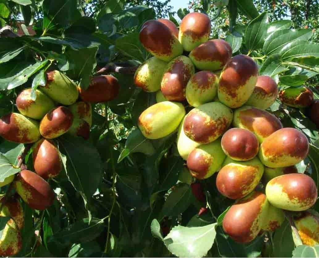 Jujube LI Tree - 3 to 4 Feet Tall - Ship in 3 Gal Pot