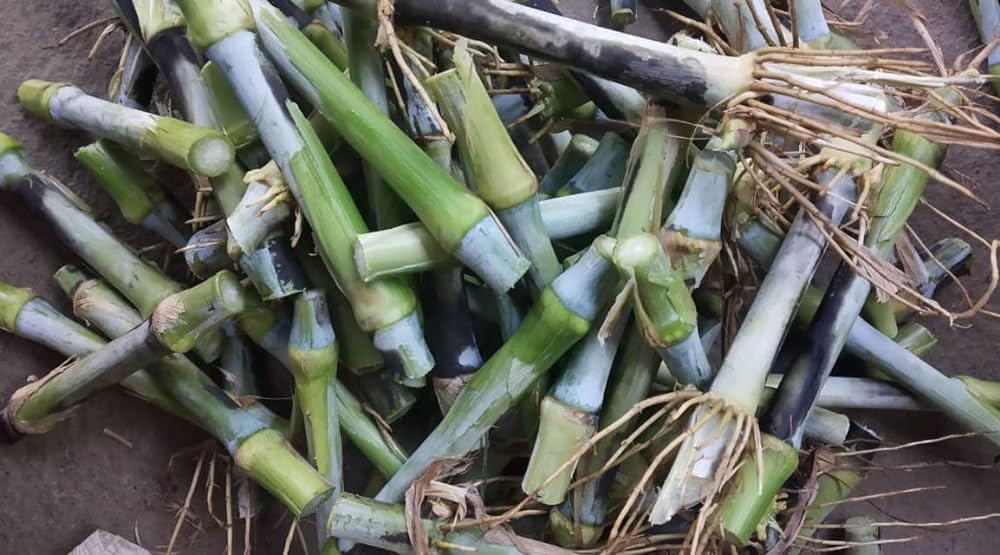 Super Napier Grass Seeds Stick Pack Of 50 (B0CNZG2CHF) Amazon Price History, Amazon Price Tracker