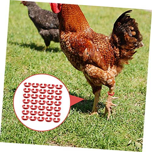 Bandes numérotées pour aviculture ORFOFE 100 bagues clipsables - 3
