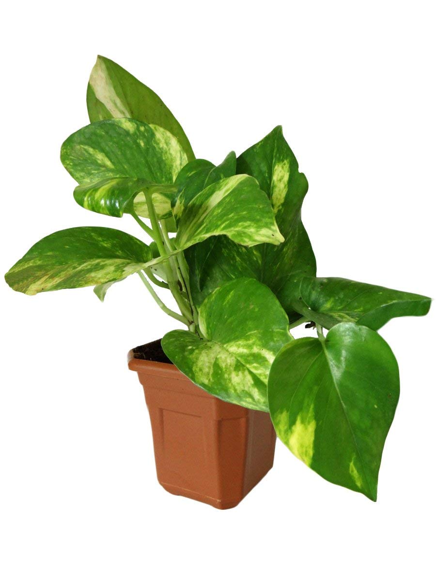 The Plant HUB Good Luck Money Plant (B08V56VZVM) Amazon Price History, Amazon Price Tracker