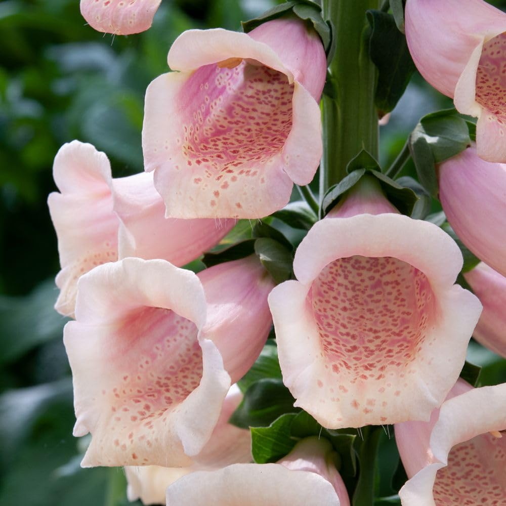 Foxglove ‘Dalmatian Peach’ – Hardy Biennial Digitalis purpurea – Soft Apricot Flowers with Yellow Cream Spots – Compact Dwarf Plant – 12x Plugs by Thompson and Morgan