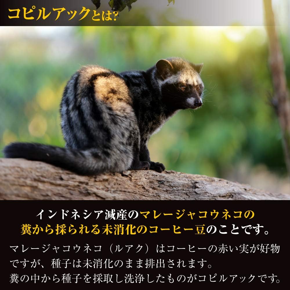 Amazon Vivre Luwak Coffee コーヒー豆 コーヒー粉 高級 焙煎 コピルアック 100 産地直送 粉 0g Vivre Luwak Coffee コーヒー 紅茶 お茶 粉末ドリンク 通販 Amazon Vivre Luwak Coffee コーヒー豆 コーヒー粉 高級 焙煎 コピルアック 100 産地直送 粉 0g Vivre Luwak Coffee コーヒー 紅茶 お茶 粉末ドリンク 通販