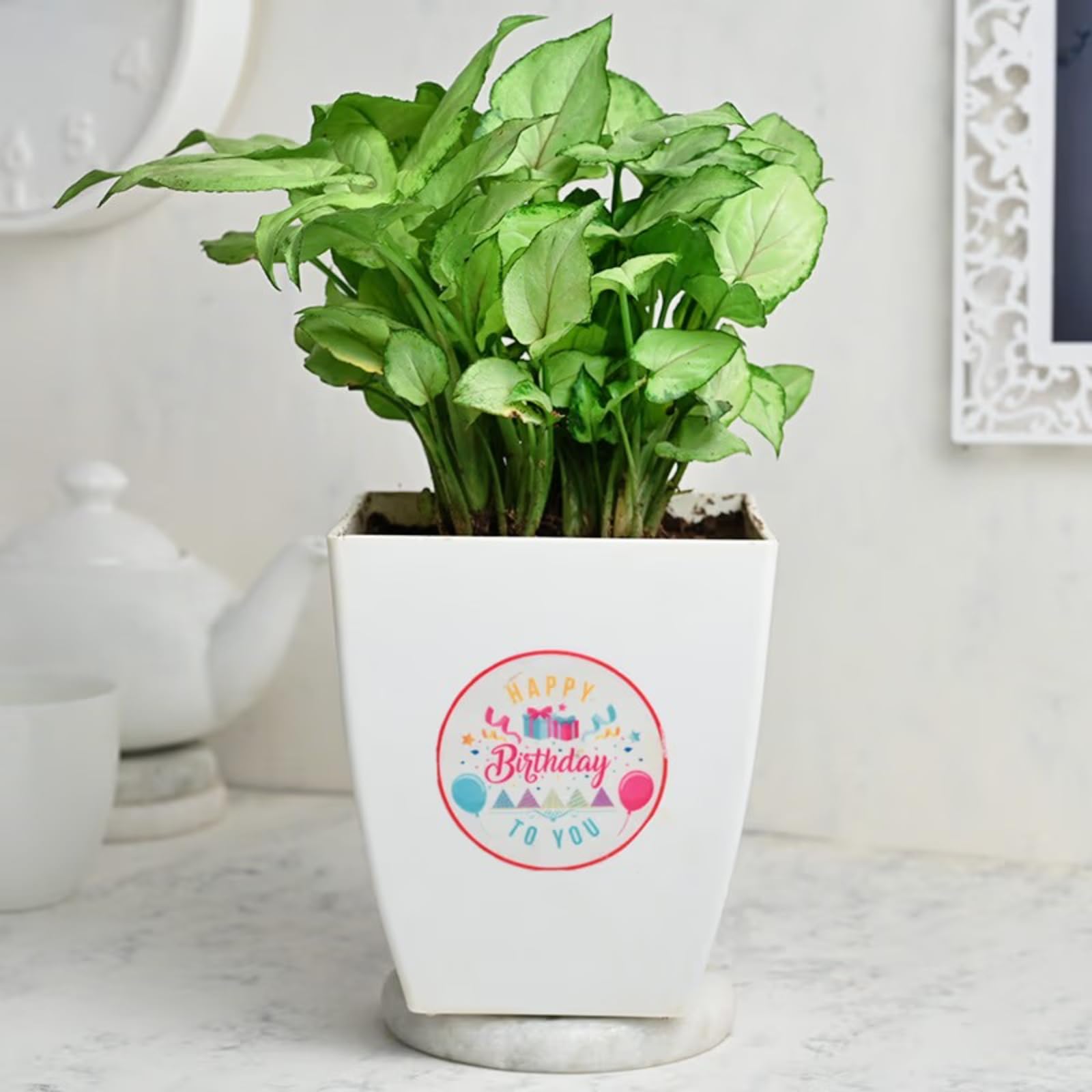See full amazon price history chart for FlowerAura Decorative Green Syngonium Airpurifying Foliage Live Indoor Plant With Plastic "Happy Birthday" Printed Pot Vase Gifts For Friends, Colleague, Employees, Neighbours (Same Day Delivery) FlowerAura Decorative Green Syngonium Airpurifying Foliage Live Indoor Plant With Plastic "Happy Birthday" Printed Pot Vase Gifts For Friends, Colleague, Employees, Neighbours (Same Day Delivery) (B0C3J6ZLMM) Amazon Price History, Amazon Price Tracker