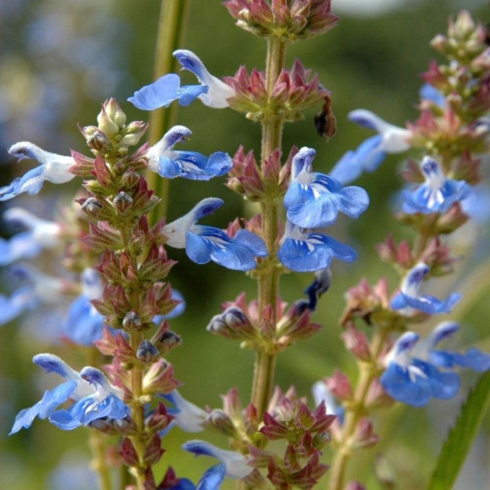 Plant Theory 9cm Pot Salvia Uliginosa African Skies Bog Sage Perennial